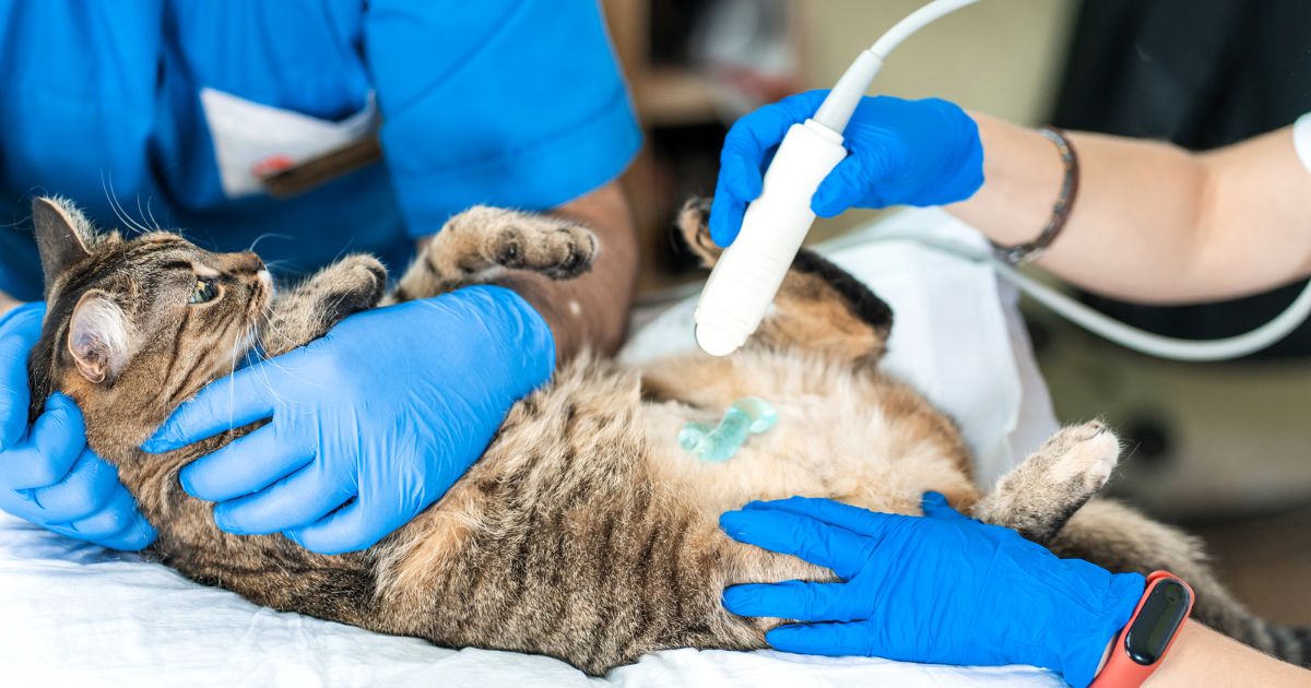 Pancreatitis in cats Radiokop Animal Clinic